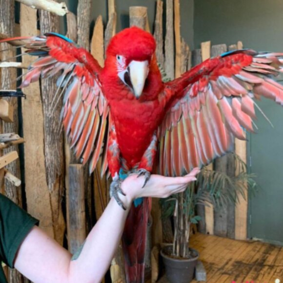 Four (4) Individual Passes for Bird Kingdom in Niagara Falls, Canada - Picture 3 of 5